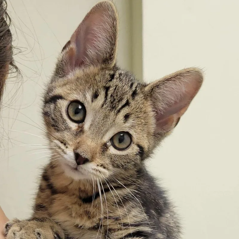A baby medium-sized male Tabby (Brown / Chocolate) Domestic Short Hair cat named Rookie for adoption in Mazon, IL