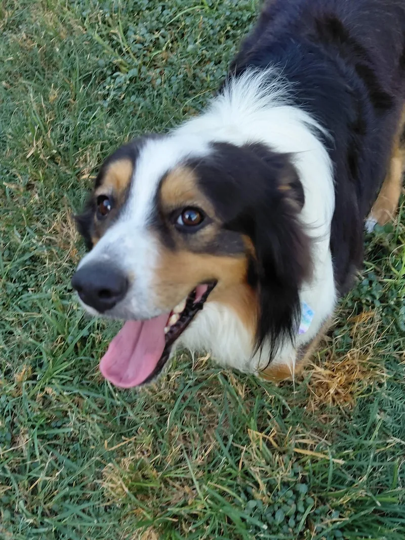 A young medium-sized male Australian Shepherd dog named Finley for adoption in Helotes , TX