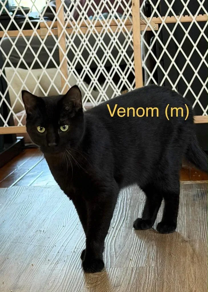 Venom