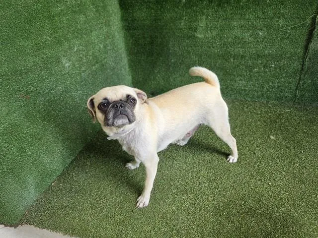 An adult medium-sized female Pug dog named Riri for adoption in Lancaster, CA