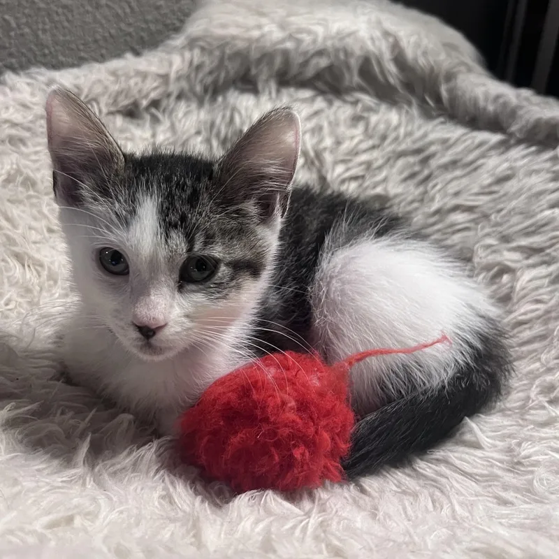 A baby medium-sized female Gray & White Domestic Short Hair cat named Susan for adoption in Pasco, WA