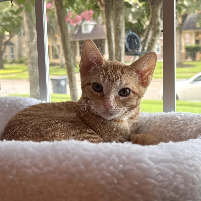 A baby small-sized female Orange / Red Domestic Short Hair cat named Trixie for adoption in Santa Fe, TX