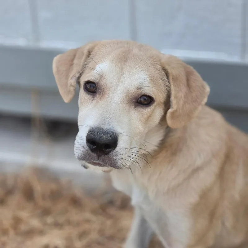 A baby medium-sized male Yellow / Tan / Blond / Fawn Yellow Labrador Retriever dog named Mojave JuM for adoption in Austin, TX