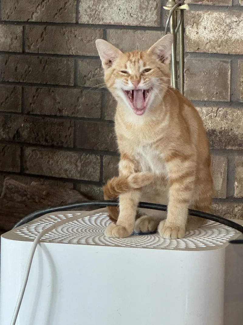 A young small-sized male Orange & White Domestic Short Hair cat named Mango for adoption in Noble, OK