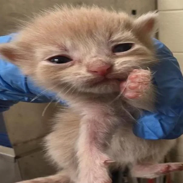 A baby small-sized female Cream / Ivory Domestic Short Hair cat named Boo for adoption in Grantsville, UT