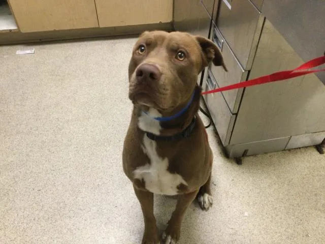 An adult large-sized male Pit Bull Terrier dog named Koby for adoption in Riverside, CA