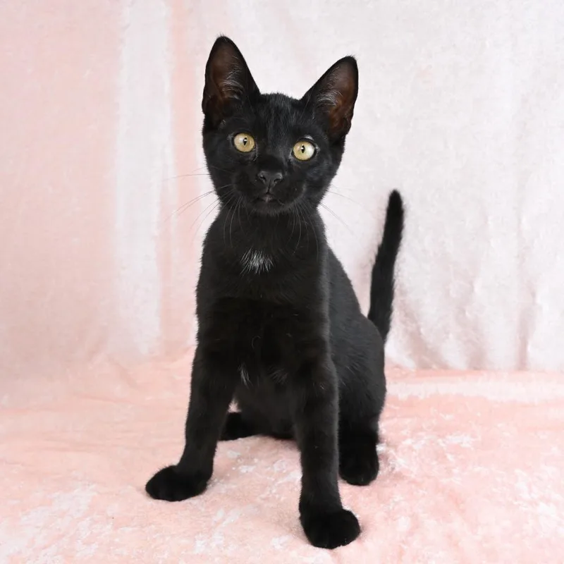 A baby small-sized female Black Domestic Short Hair cat named Josie for adoption in Mobile, AL