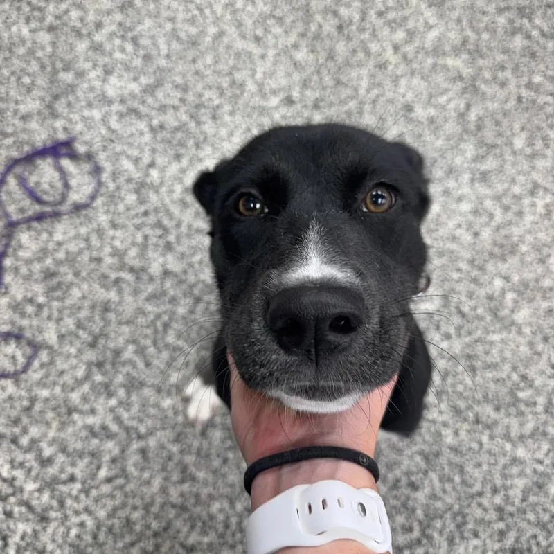 A young medium-sized female Black Mixed Breed dog named Roo for adoption in Fredericksburg, VA