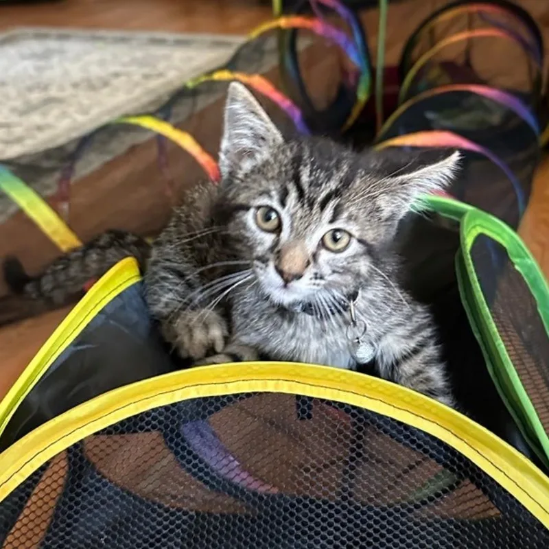 A baby small-sized male Brown / Chocolate Domestic Short Hair cat named Johnny Carson for adoption in Westminster, CA