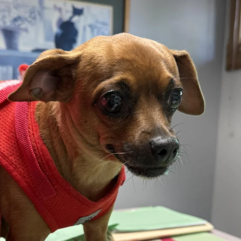 A senior small-sized female Chihuahua dog named Juno for adoption in Corvallis, OR