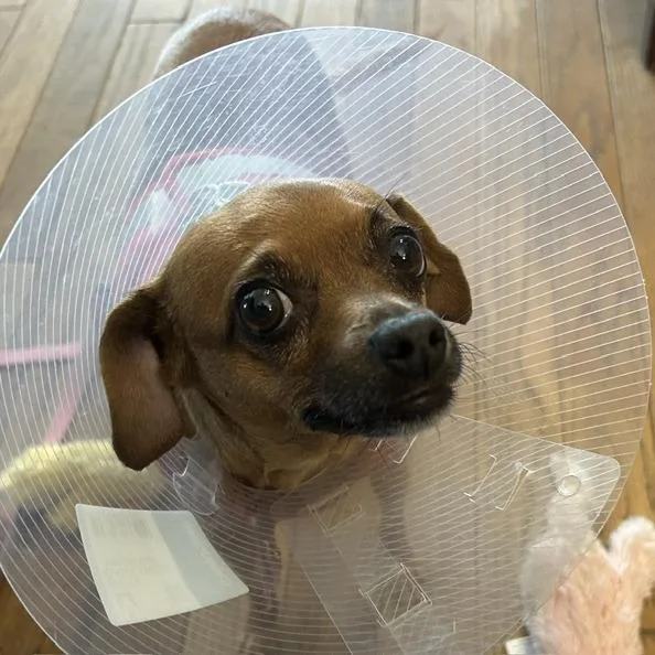 Juno thumbnail 3