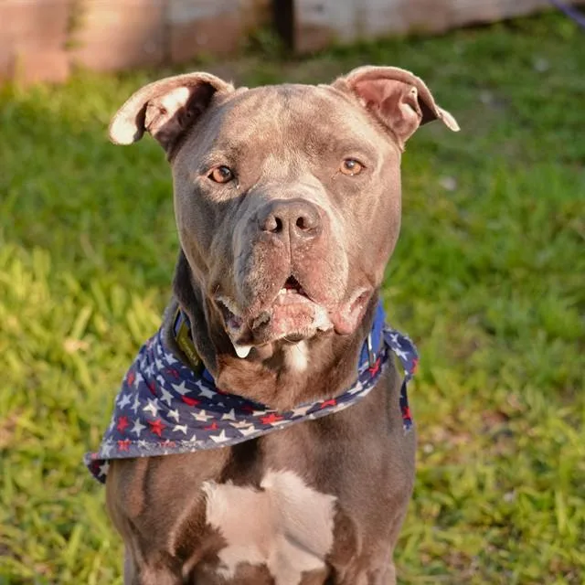 An adult large-sized male American Staffordshire Terrier dog named Tory for adoption in Fort Lauderdale, FL