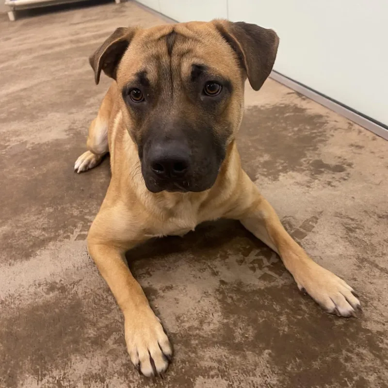 A young large-sized male Yellow / Tan / Blond / Fawn Mixed Breed dog named Wally for adoption in Spokane, WA