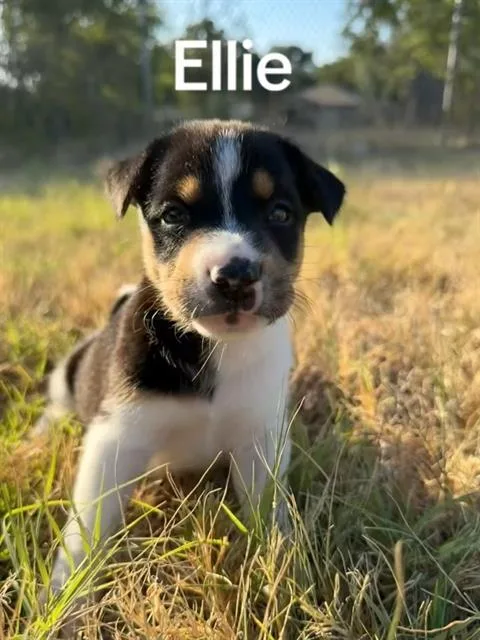 A baby medium-sized female Mixed Breed dog named Ellie for adoption in Dallas, TX