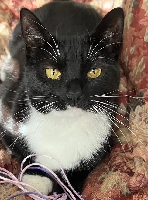 An adult medium-sized female Black & White / Tuxedo Domestic Short Hair cat named Coco Anna for adoption in Trenton, NJ
