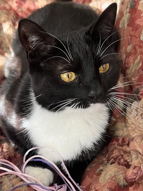 Coco Anna thumbnail 3