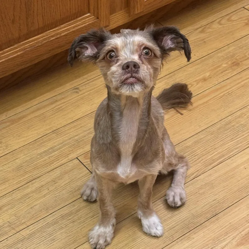 An adult small-sized male Brown / Chocolate Poodle dog named Aj for adoption in Las Vegas, NV