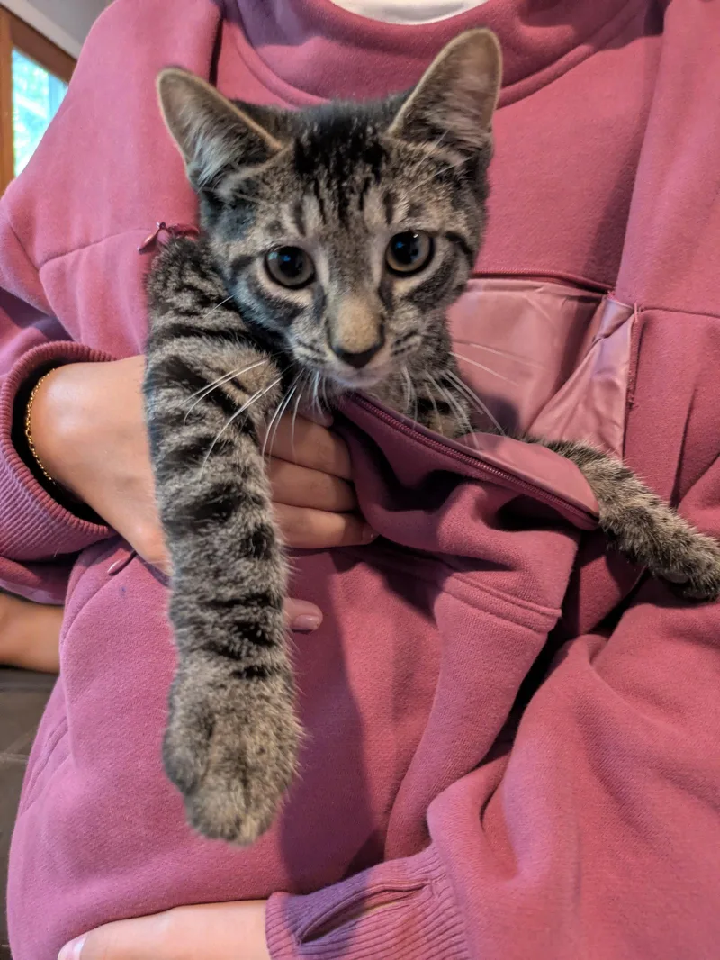 A baby medium-sized male Domestic Short Hair cat named Saja for adoption in Stewartsville, NJ