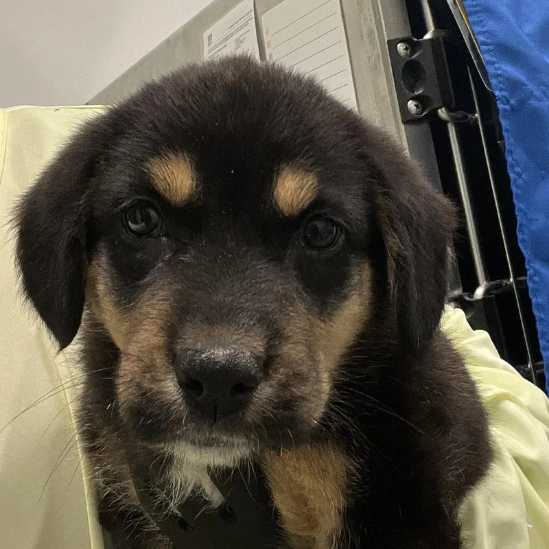 A baby small-sized female Black Spaniel dog named Crumble Cookie Latte for adoption in Austin, TX