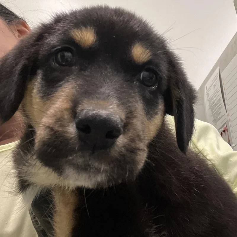 Crumble Cookie Latte thumbnail 2