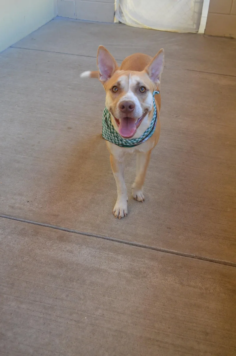 A young large-sized male Pit Bull Terrier dog named Jason Vorhees for adoption in McKinney, TX