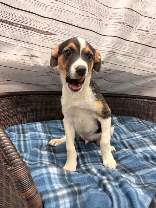 A baby medium-sized male Tricolor (Brown, Black, & White) Terrier dog named Bowie for adoption in Neillsville, WI