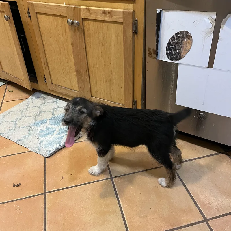 A baby medium-sized female Mixed Breed dog named Winnie for adoption in Columbia, MD