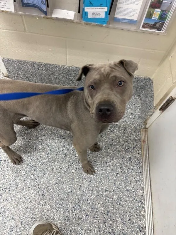 An adult medium-sized female Pit Bull Terrier dog named Pitricia for adoption in Burgaw, NC