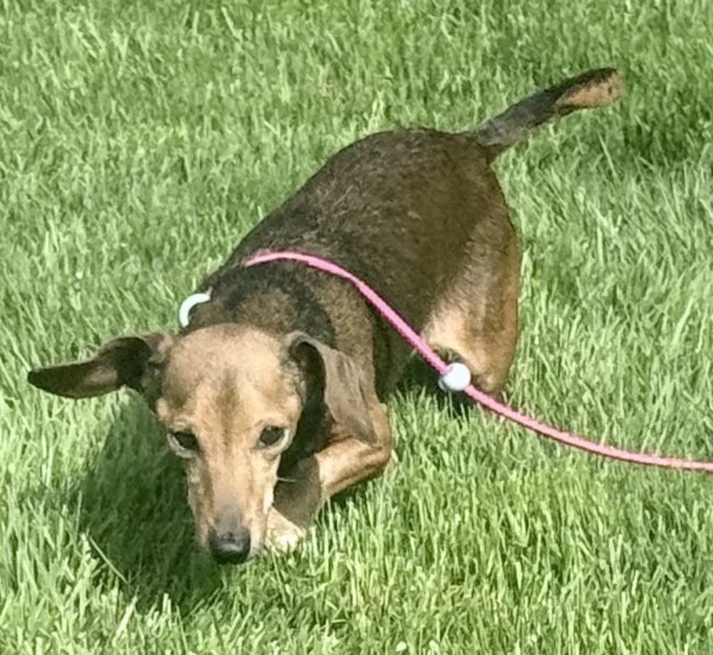 An adult small-sized female Brown / Chocolate Dachshund dog named Guineviere for adoption in Houston, TX