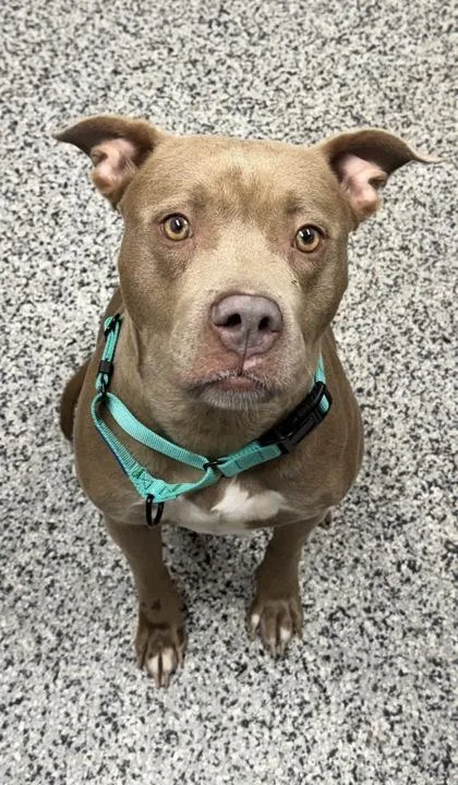 An adult medium-sized female Mixed Breed dog named Jada Rae for adoption in West Chester, PA