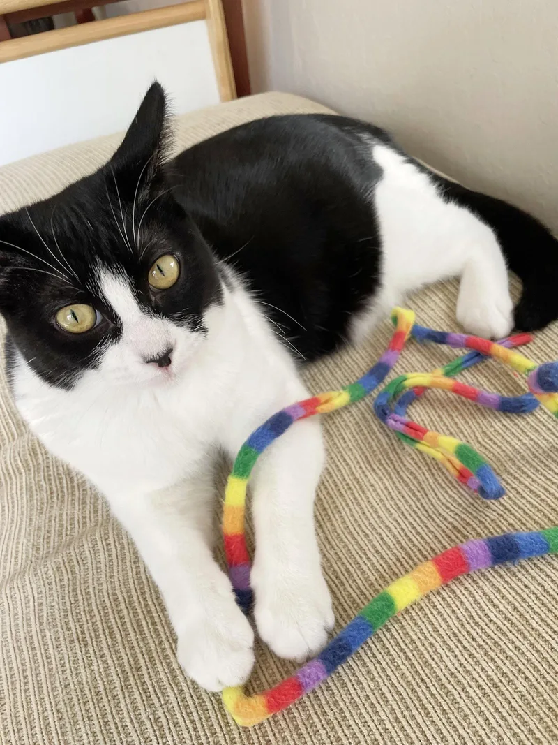 A young medium-sized female Black & White / Tuxedo Domestic Short Hair cat named Olive & Dottie for adoption in Alameda, CA