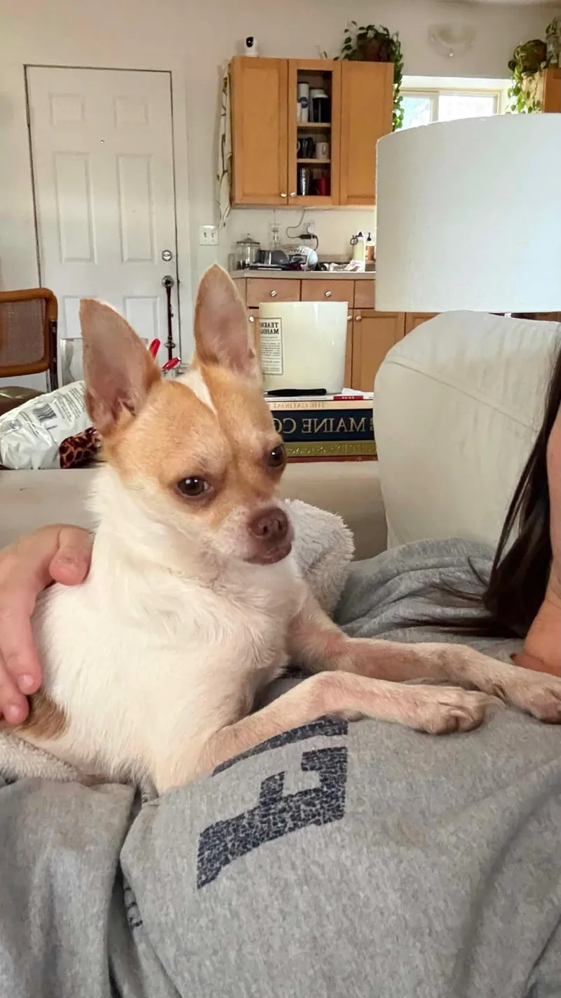 An adult small-sized male Chihuahua dog named Dash Gatlin for adoption in Saunderstown, RI