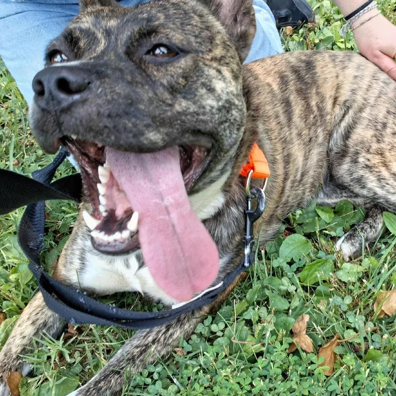 A young medium-sized female Brown / Chocolate Akita dog named Sun Chip for adoption in Baltimore, MD