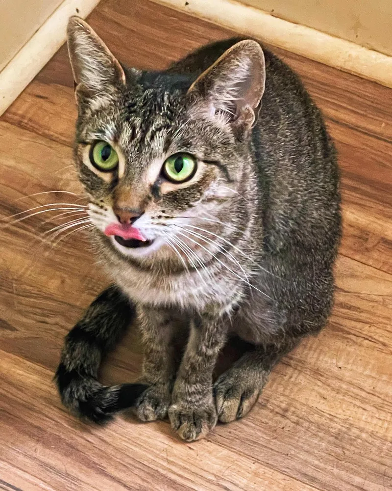 An adult medium-sized female Tabby (Gray / Blue / Silver) Domestic Short Hair cat named Sushi for adoption in Waverly, AL