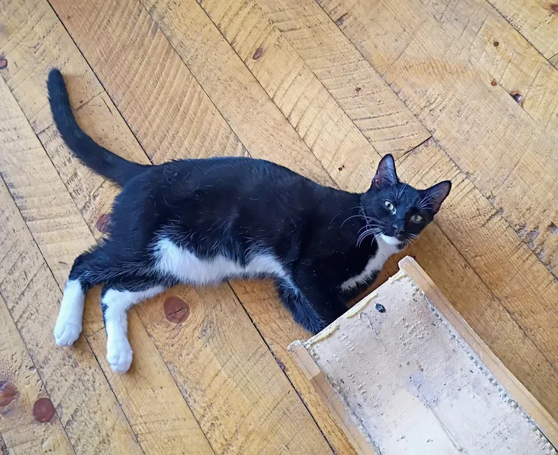 A young medium-sized male Domestic Short Hair cat named Lunar for adoption in Buhl, ID