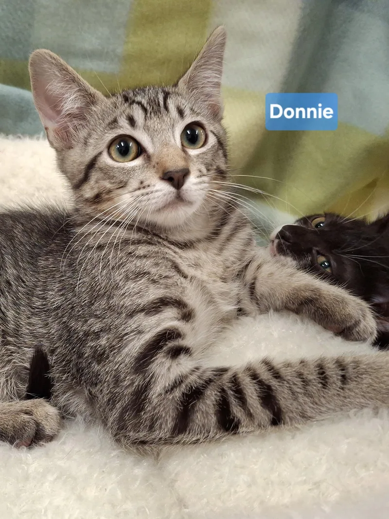 A baby small-sized male Tabby (Brown / Chocolate) Domestic Short Hair cat named :::donnie::: for adoption in Yorba Linda, CA