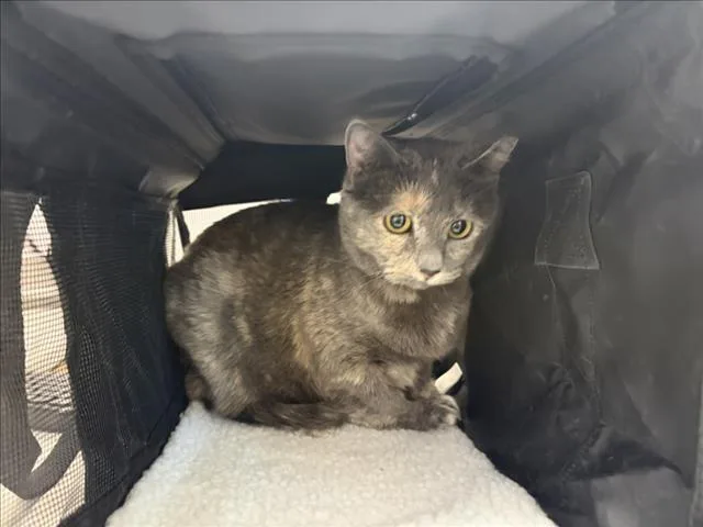An adult small-sized female Domestic Short Hair cat named Annie for adoption in Loveland, CO