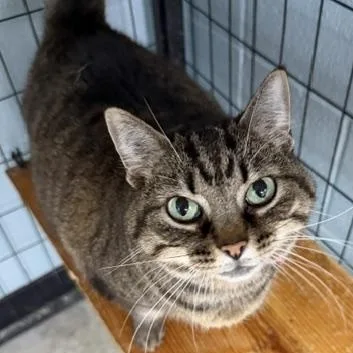 An adult large-sized female Tabby (Brown / Chocolate) Domestic Short Hair cat named Big Girl for adoption in Bryan, OH