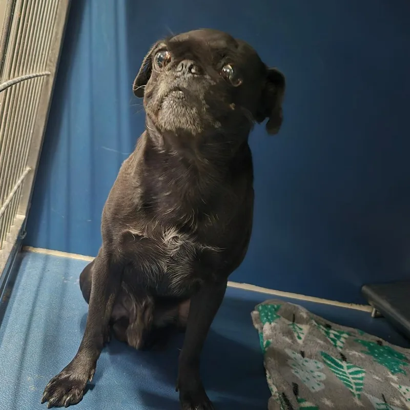 An adult small-sized male Black Pug dog named Tiny Tim for adoption in Yuma, AZ