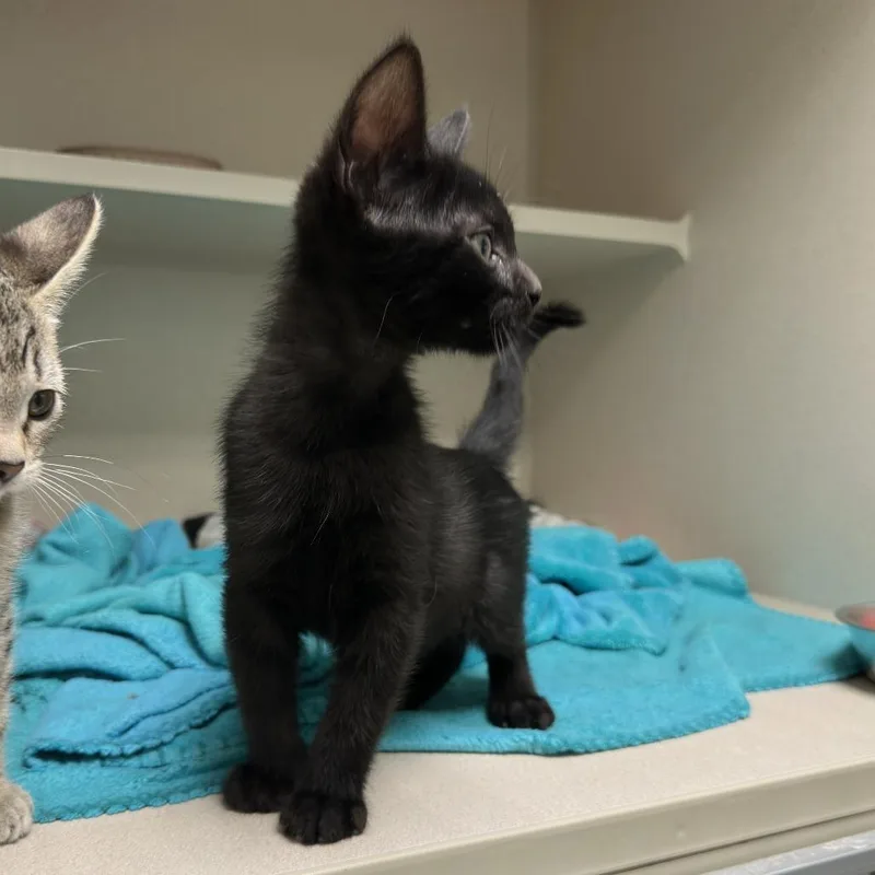 A baby small-sized male Black Domestic Short Hair cat named Ziwe for adoption in Durango, CO