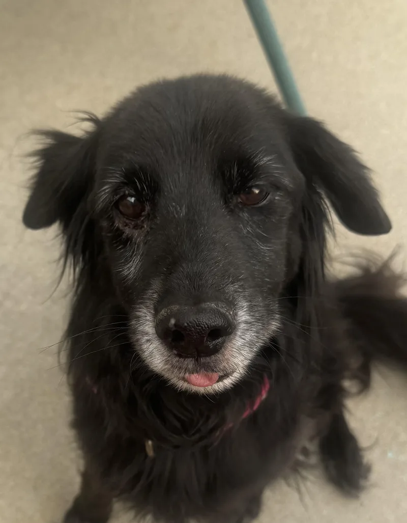 A senior medium-sized female Flat-Coated Retriever dog named Bella for adoption in Greeley, CO