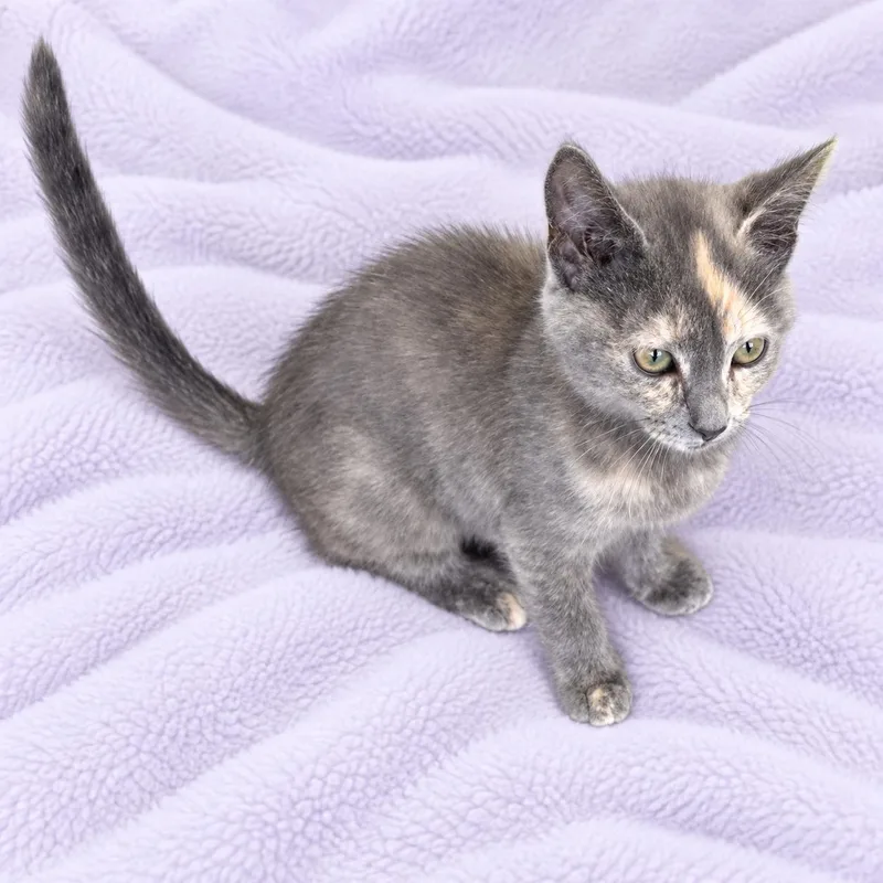 A baby medium-sized female Dilute Tortoiseshell cat named Scarlet for adoption in Long Beach, WA