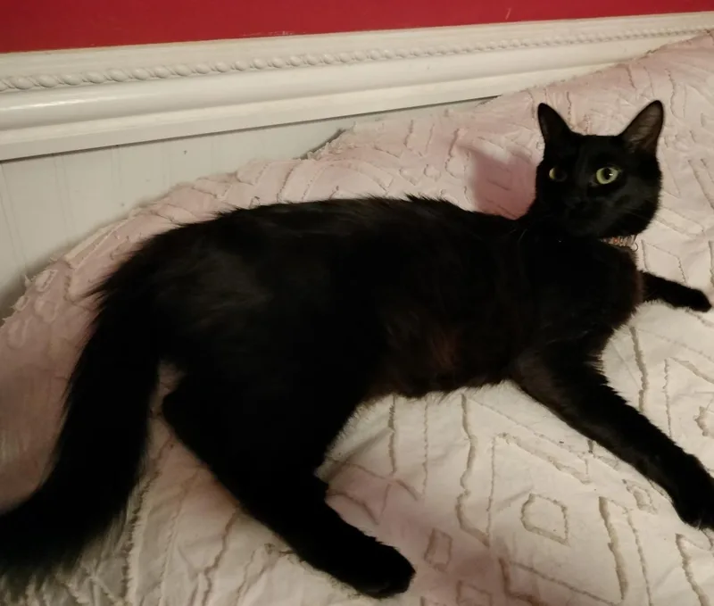 An adult medium-sized female Domestic Medium Hair cat named Cresent Viazi for adoption in Chandler, AZ