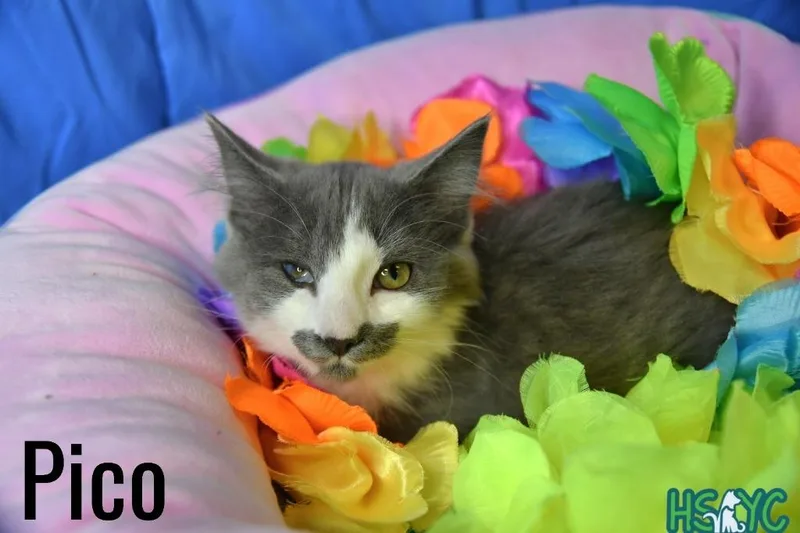 Pico