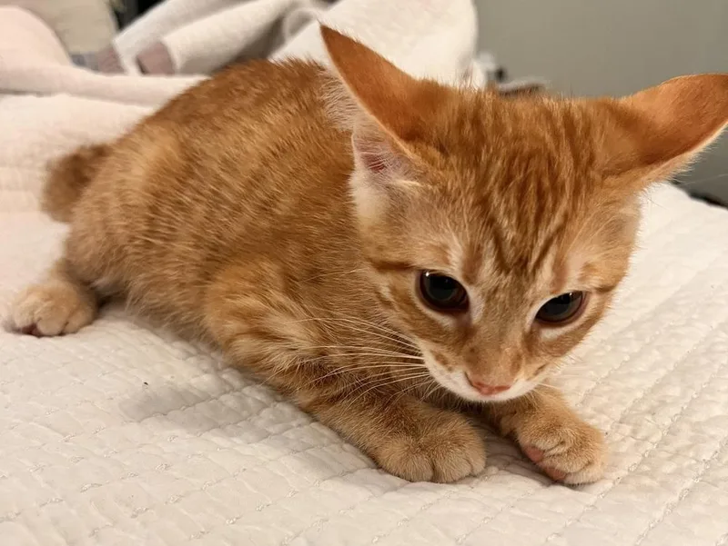 A baby small-sized male Tabby (Orange / Red) Domestic Short Hair cat named Brennan for adoption in Jackson, GA