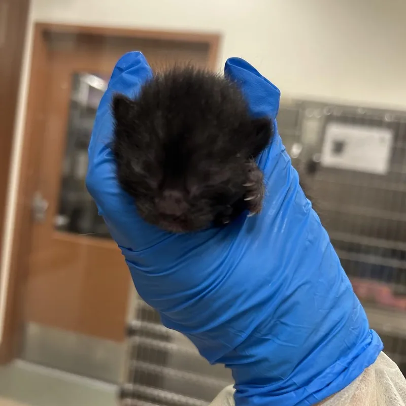 A baby small-sized male Black Domestic Short Hair cat named Marco for adoption in Upland, CA