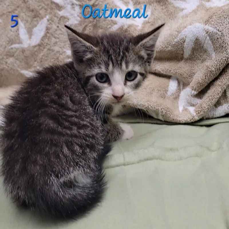 A baby small-sized female Brown / Chocolate Domestic Short Hair cat named Oatmeal for adoption in Parkersburg, WV