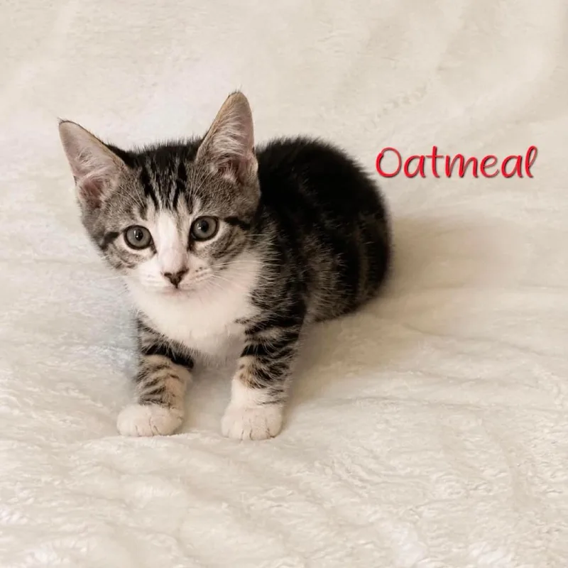Oatmeal thumbnail 2
