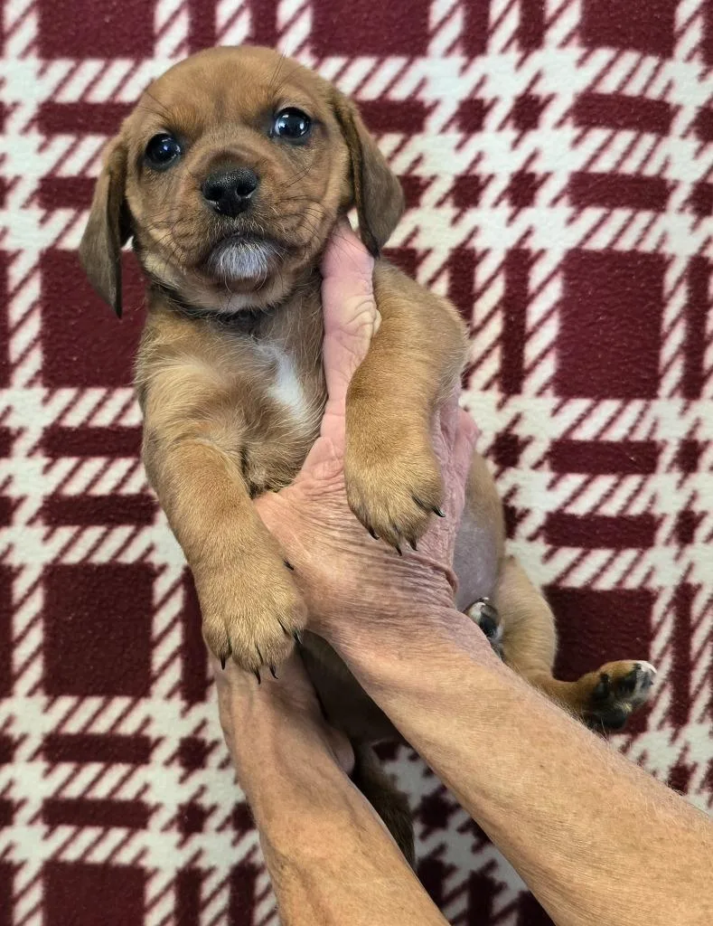 Kiki