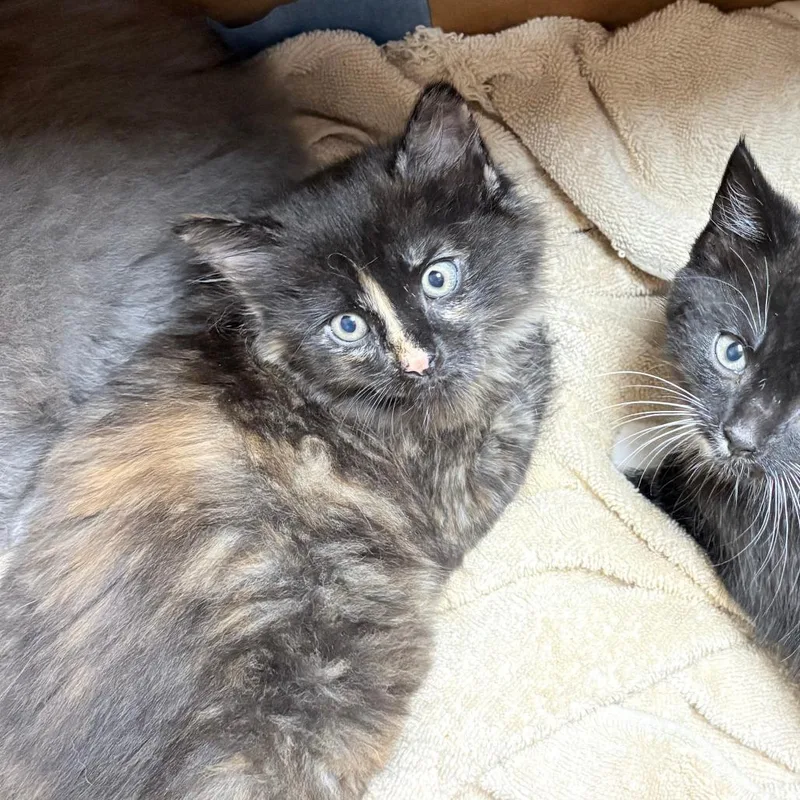 A baby small-sized female Black Domestic Short Hair cat named Sneezy for adoption in Philadelphia, PA